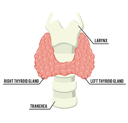 Thyroid_banner